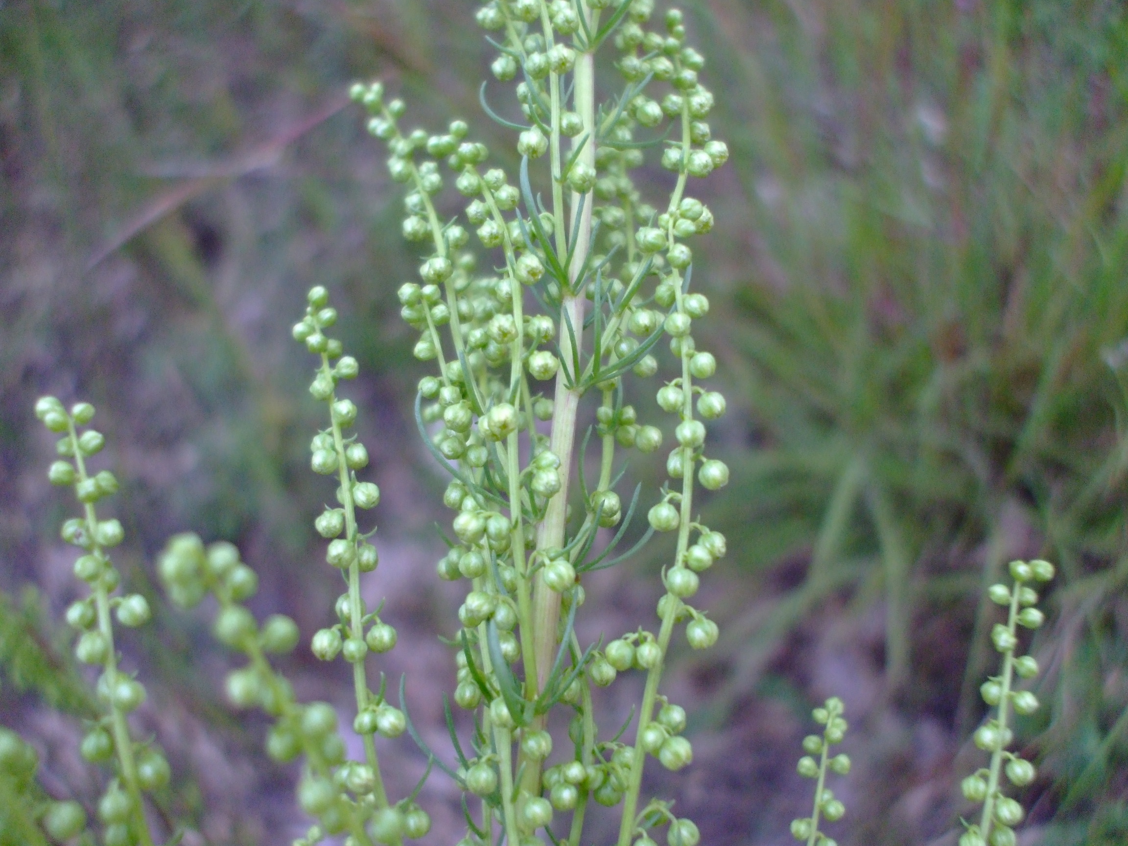Artemisia campestris